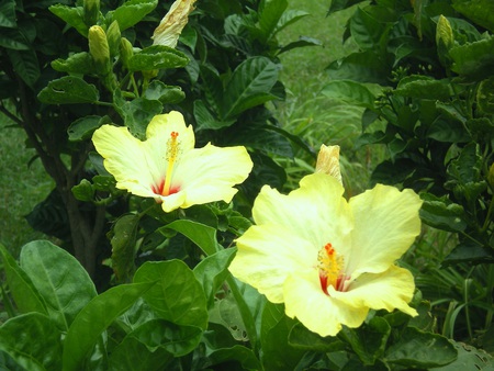 Yellow Flowers - flowers, beauty, nature, yellow flowers