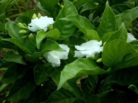 White flowers but not jasmine - flowers, not jasmine, white flowers, nature