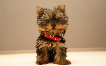 Little dog - cute, dog, little, red