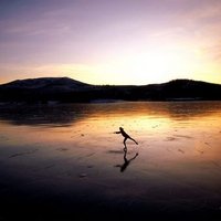 Sunset skating