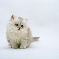 Little white kitty