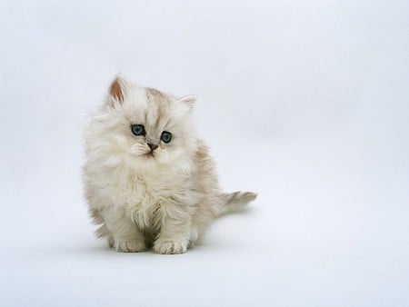 Little white kitty - little, white, kitty, cat