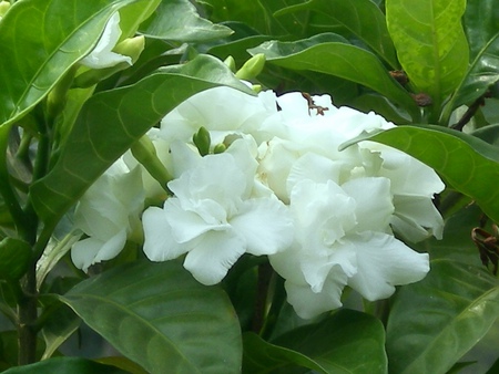 White soul - flowers, white soul, nature