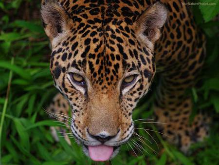 jaguar - bushes, jaguar, animal, cat