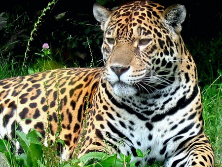 south african jaguar - jaguar, laying, south, african