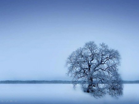 Sleepless wallpaper - ice, tree, lonely, blue