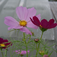 Lakeside Wildflowers