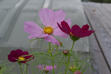 Lakeside Wildflowers - flowers, nature, lakes, gardens