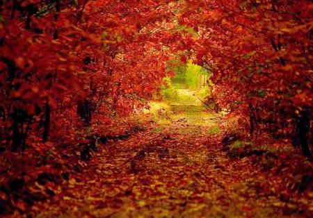 Autumn arches - trees, gree, arches, light leaves, autumn, red, gold, orange