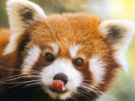 Red Panda - panda, bear, red, tongue