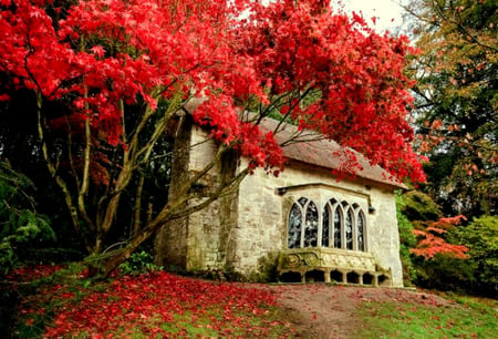 Romantic Cottage - leaves, house, red tree, trees