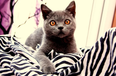 Surprised - grey cat, grey, striped fabric, copper eyes