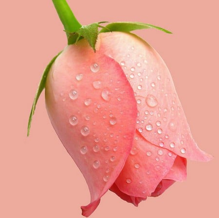 Rosedrop - drop, pink, rose, nice