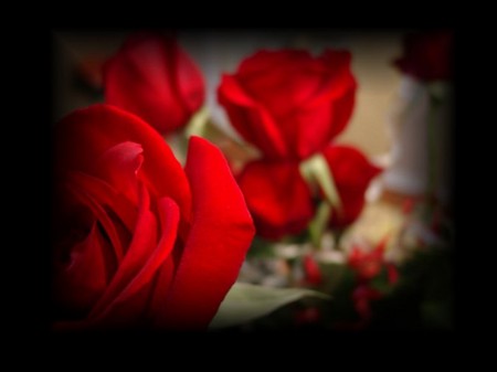 Red Roses - beautiful, red, love, roses