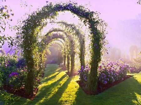 Lavendar Morning - flowers, lavender, fog, sunshine, grass, morning, trellis