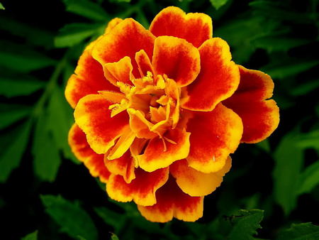 Brightness - marigold, red, green, orange, flower, petals, leaves