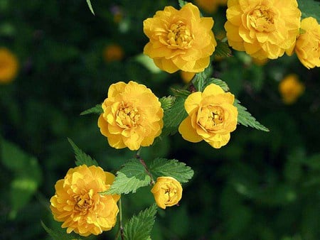 Togetherness - vine, yellow, blossoms, leaves, flowers