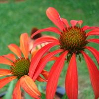 Rudbeckie 'Tomato Soup'