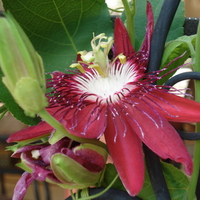 Passiflora 'Lady Margaret'