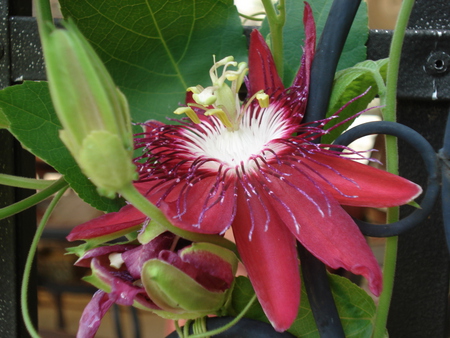 Passiflora 'Lady Margaret' - flowers, blooms, exotic flowers, gardens