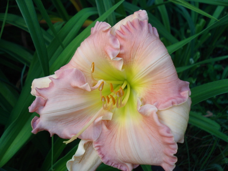 Daylily 'Neil Berrey' - lilies, blooms, close-ups, gardens, flowers