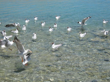 birds in pangong lake india - india, lake, birds, shashank shekhar