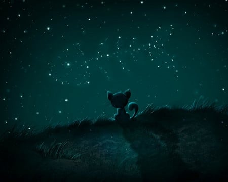 Dreams - night, stars, fish, cat