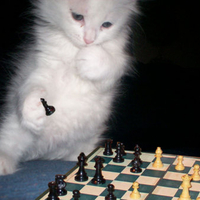 A KITTY PLAYING CHESS really smart