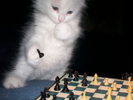 A KITTY PLAYING CHESS really smart - smart, adorable, cute, kitten