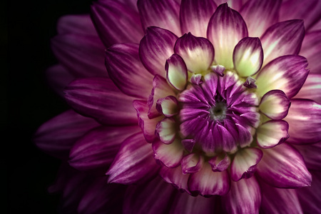 Precious - cross processing, nature, effects, filters, dahlia, flower