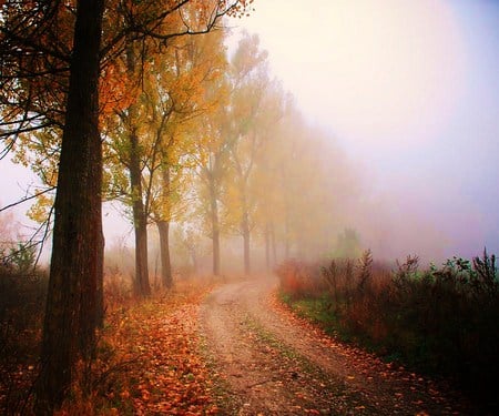 Misty morning walk - morning, autumn, trees, walk, orange, gold, mist