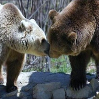 Bear love