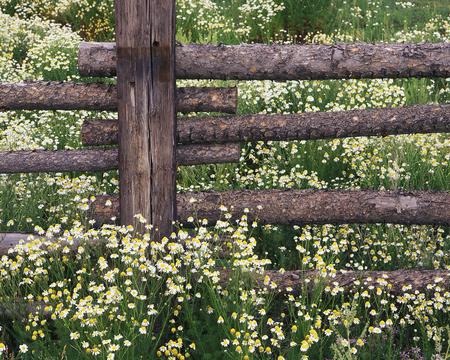 Fence and Flowers - wildflowers, plank, fence, rural