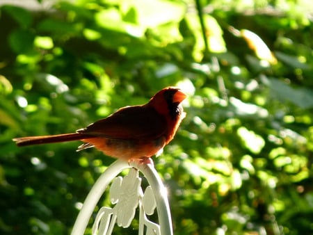 Cardinal perched on a lawn chair - nature, lawn, feathers, cardinal, redbird, bird