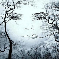 Face in the trees