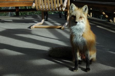 domestic fox - animal, good, fox, domestic