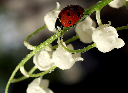 Lady And The Lily - ladybug, droplets, lily of the valley, insect, dew, flower