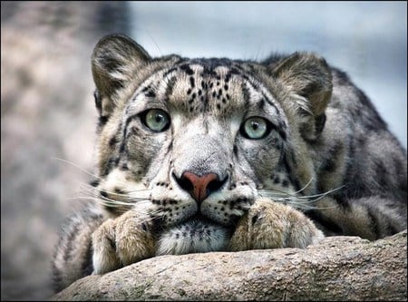 Snow leopard - black, white, resting, snow leopard, green eyes, dappled