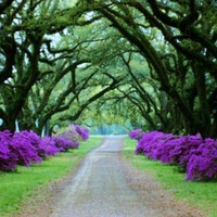 Azalea path