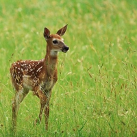 In the meadow