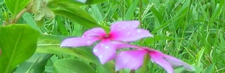 Mauve flowers - flowers, nature, mauve