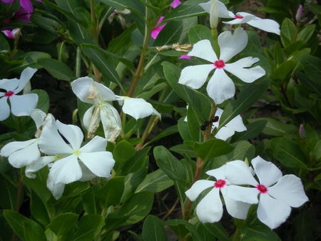 White beauty - nature, flowers, white beauty