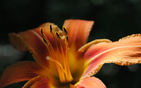 Shaded Tiger Lilly - lilly, up, flower, close