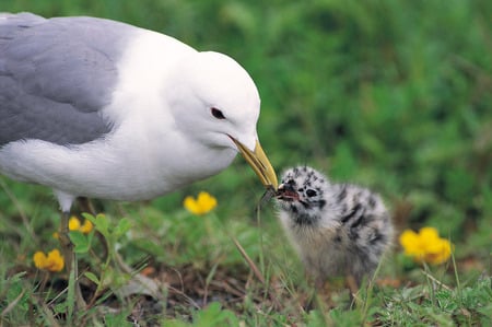 Small Bird