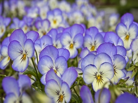 Violet flowers - violet, flower, nature, petal