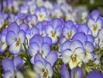 Violet flowers