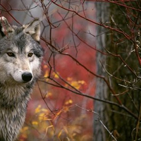 Beautiful Wolf