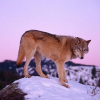 Lone Wolf
