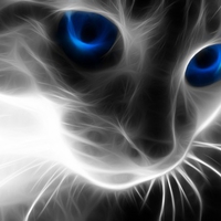 Blue Kitty