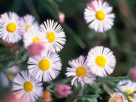 Flowers - abstract, beautiful, model, nice, other